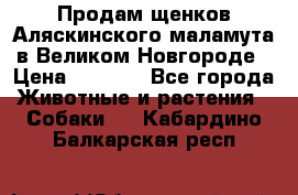 Продам щенков Аляскинского маламута в Великом Новгороде › Цена ­ 5 000 - Все города Животные и растения » Собаки   . Кабардино-Балкарская респ.